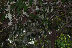 Myristica dactyloides